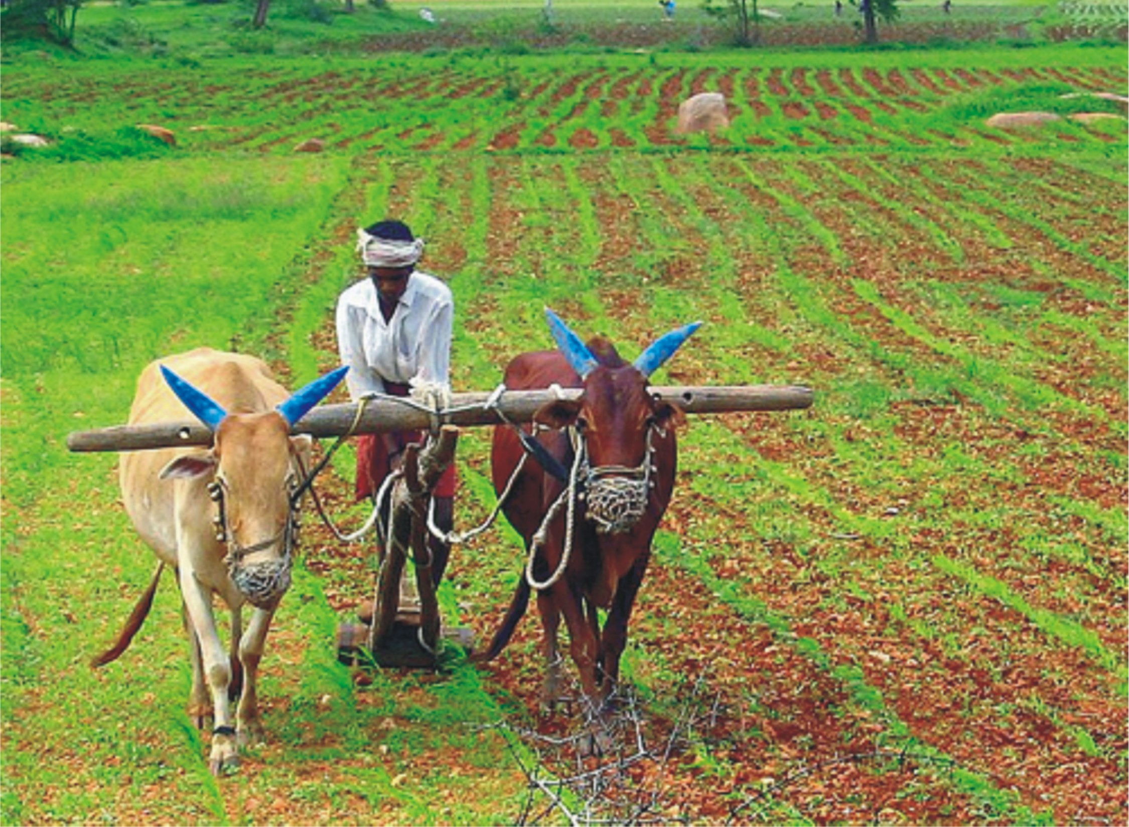 Agriculture-India